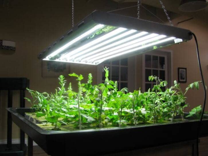 T5 Vs T8 Grow Lights | Best For Indoor Garden